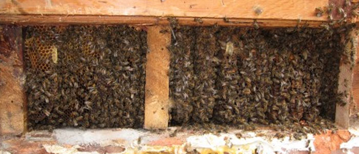 Safe and Natural Bee Control Methods