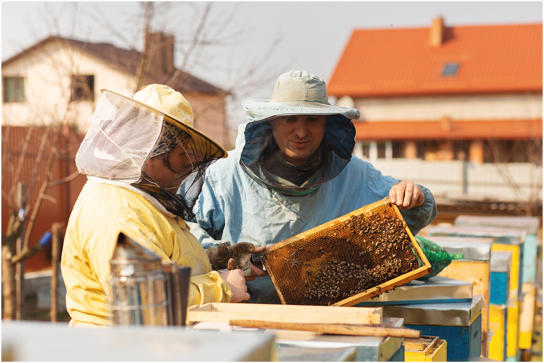 bee control carmel