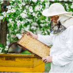 bee control la jolla