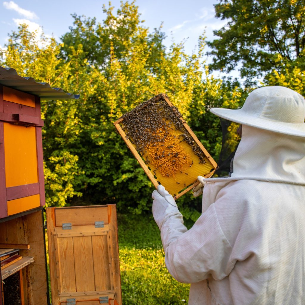 A man removing bees from the bee keeping