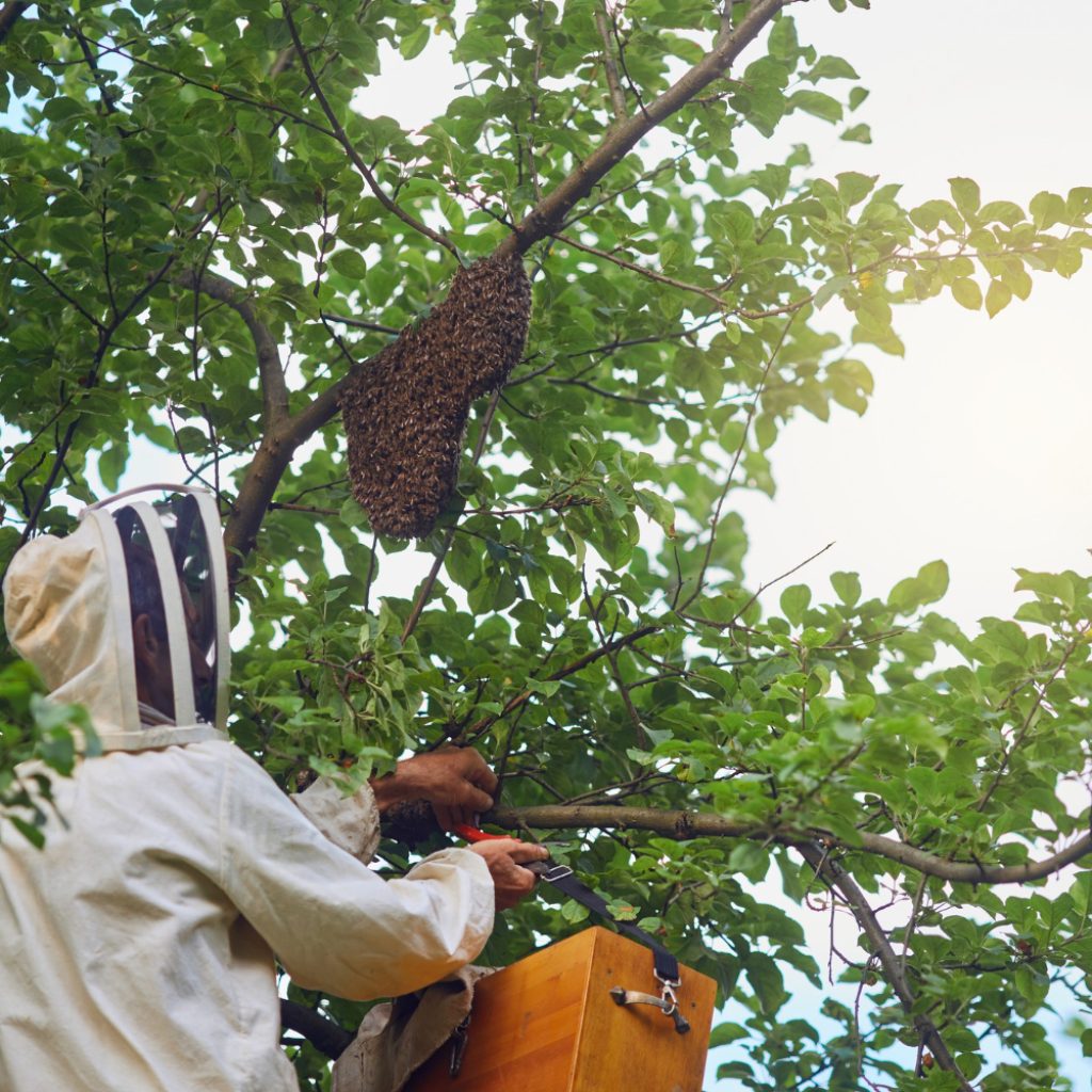 A man removing bee hive from the tree branch