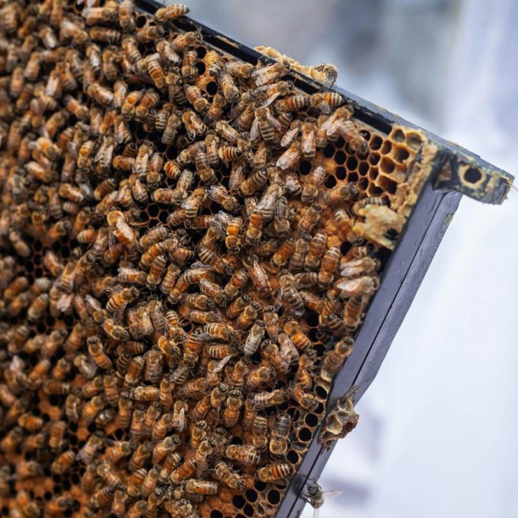commercial bee removal San Diego