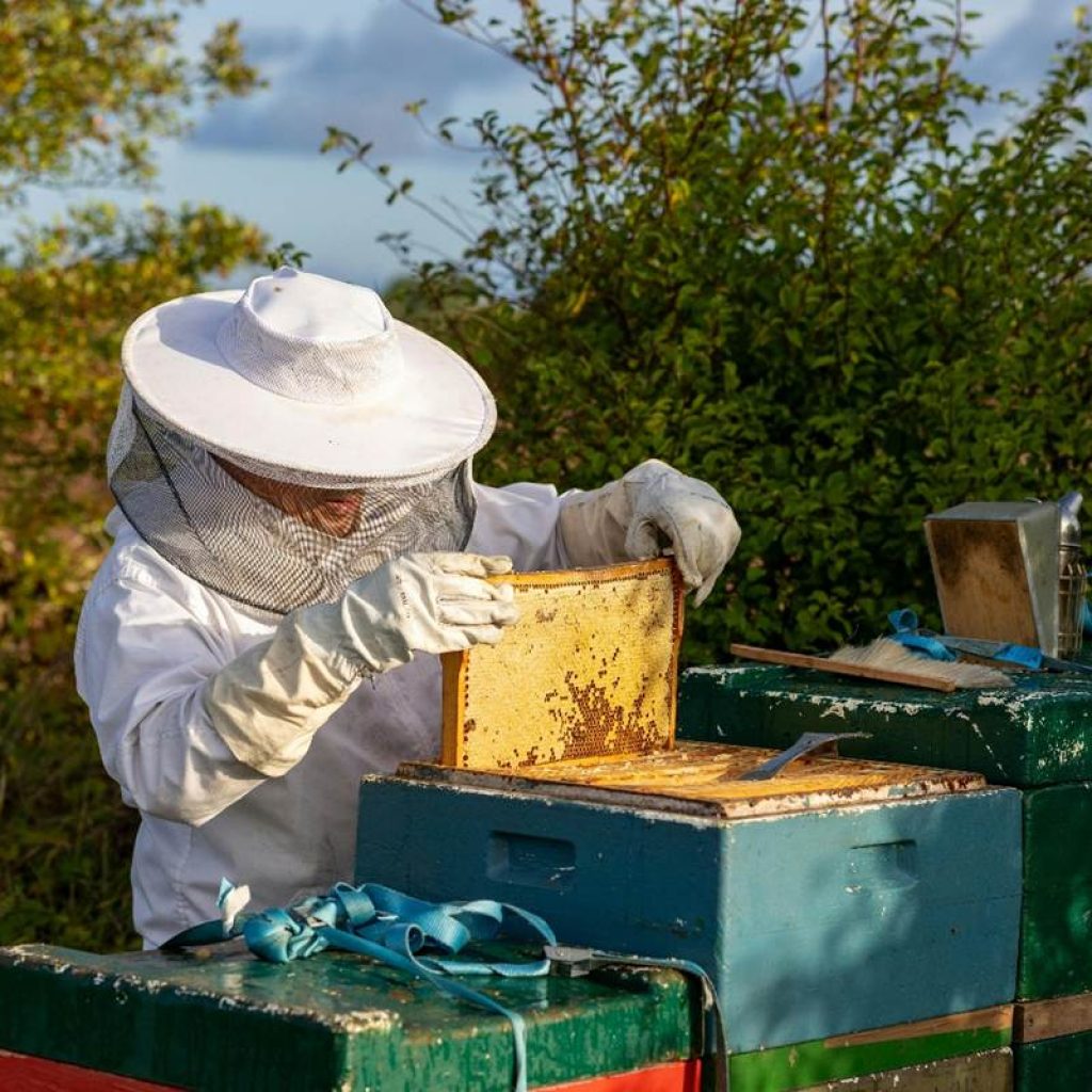 Residential bee removal San Diego