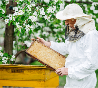 The Benefits of Hiring Experts for Bee Removal in Carmel Valley