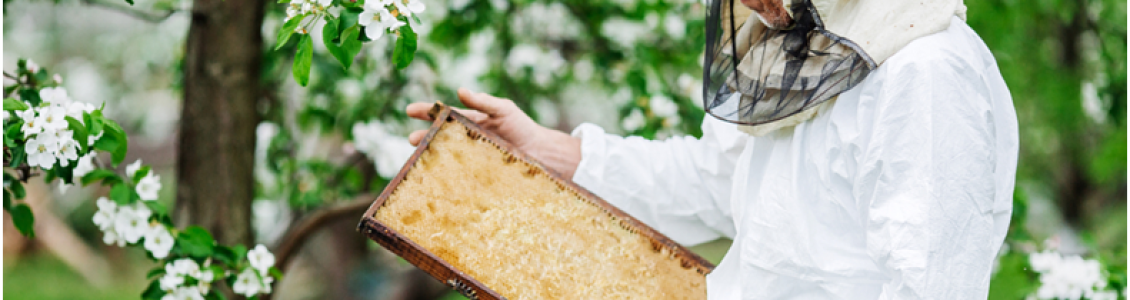 The Benefits of Hiring Experts for Bee Removal in Carmel Valley