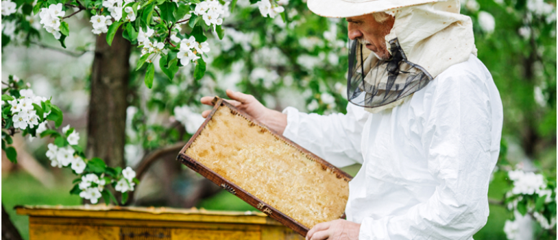 The Benefits of Hiring Experts for Bee Removal in Carmel Valley