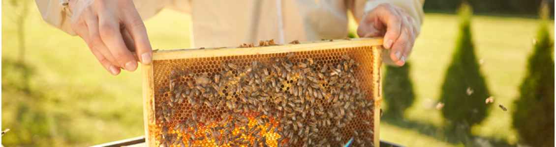 The Process of Bee Removal in Del Mar: A Step-by-Step Guide