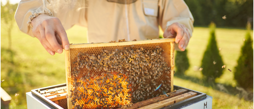 The Process of Bee Removal in Del Mar: A Step-by-Step Guide